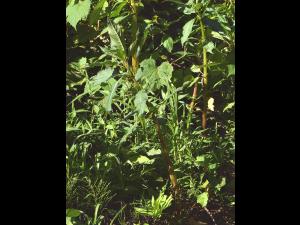 Impatiente glanduleuse (Impatiens glandulifera)_1