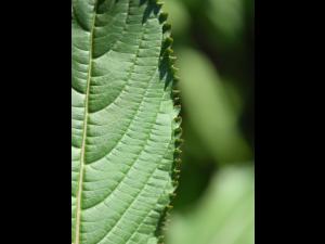 Impatiente glanduleuse (Impatiens glandulifera)_5