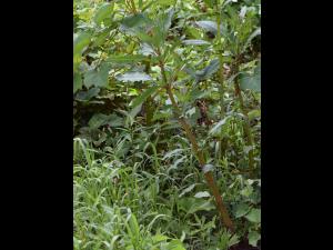 Impatiente glanduleuse (Impatiens glandulifera)_14