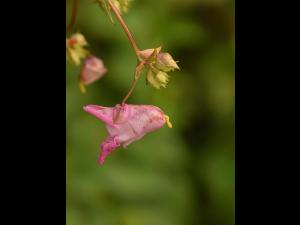 Impatiente glanduleuse (Impatiens glandulifera)_32