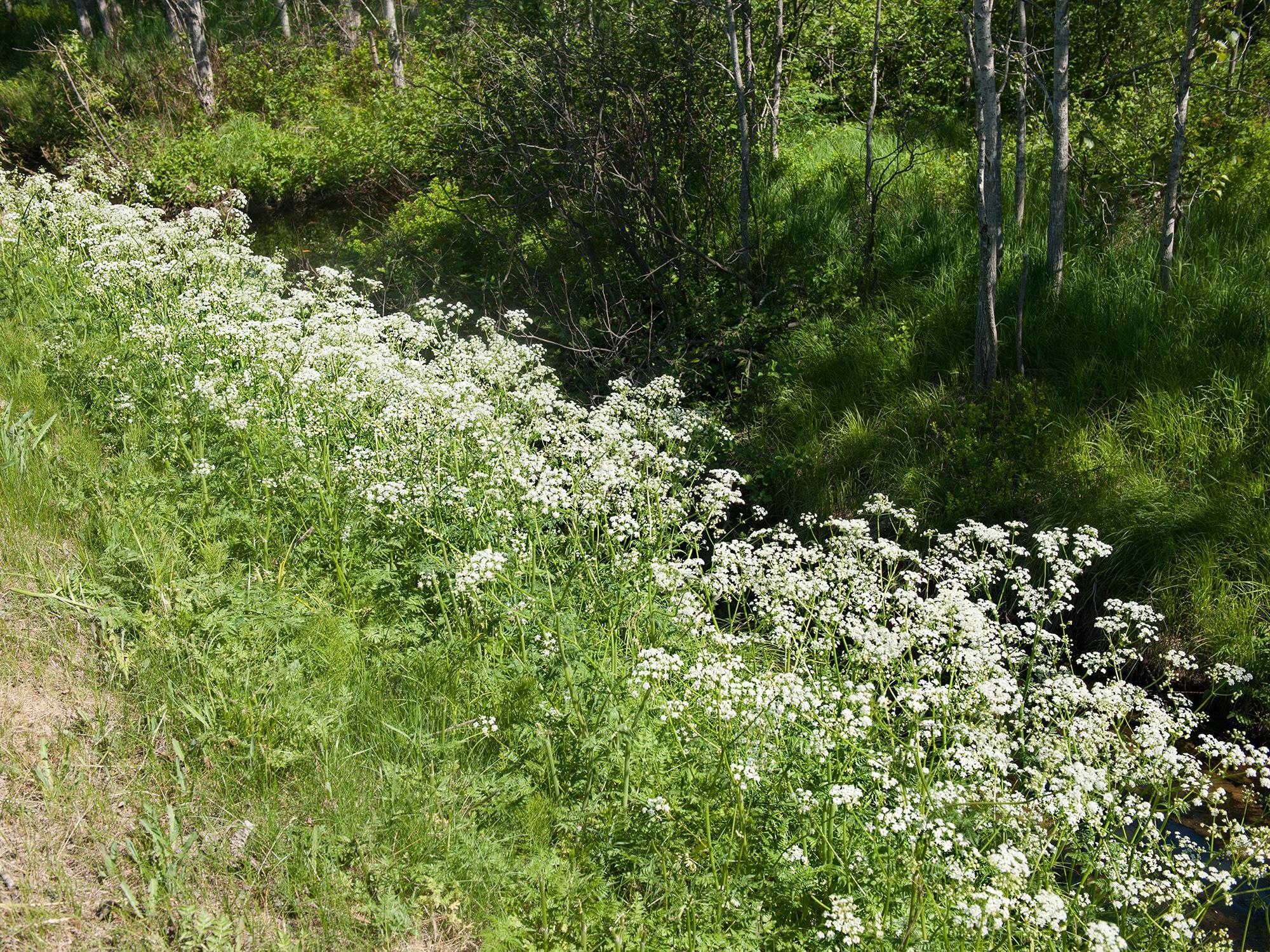 Anthrisque des bois(Anthriscus sylvestris)_6