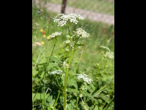 Égopode podagraire(Aegopodium podagraria)_6