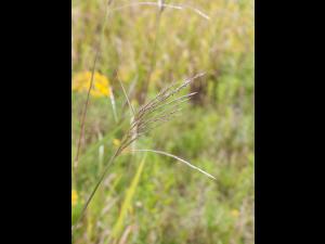 Miscanthus commun (Miscanthus sacchariflorus)_2