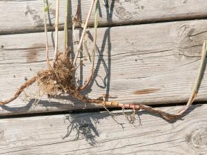 Miscanthus commun (Miscanthus sacchariflorus)_8