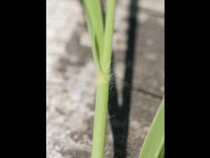 Miscanthus commun (Miscanthus sacchariflorus)_10