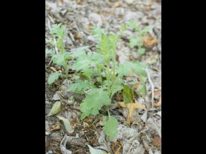 Seneçon visqueux (Senecio viscosus)_5