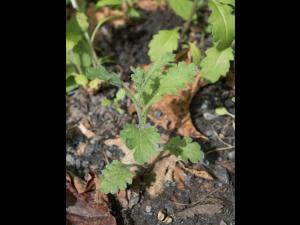 Seneçon visqueux (Senecio viscosus)_7