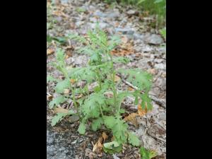 Seneçon visqueux (Senecio viscosus)_9