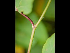 Renouée Sakhaline (Reynoutria sachalinensis)_13
