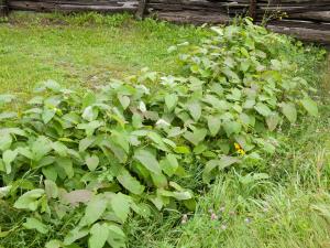 Renouée Sakhaline (Reynoutria sachalinensis)_15