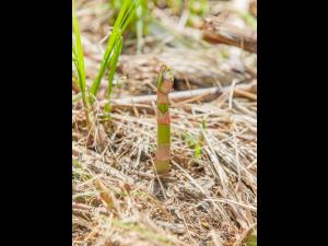 Renouée Japon (Reynoutria japonica)_16