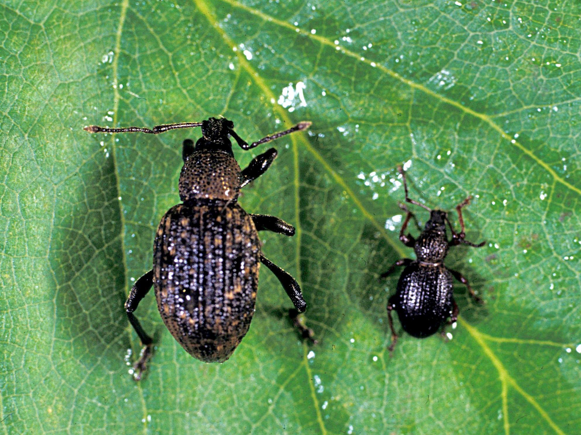 Charançon noir de la vigne (Otiorhynchus sulcatus)_7