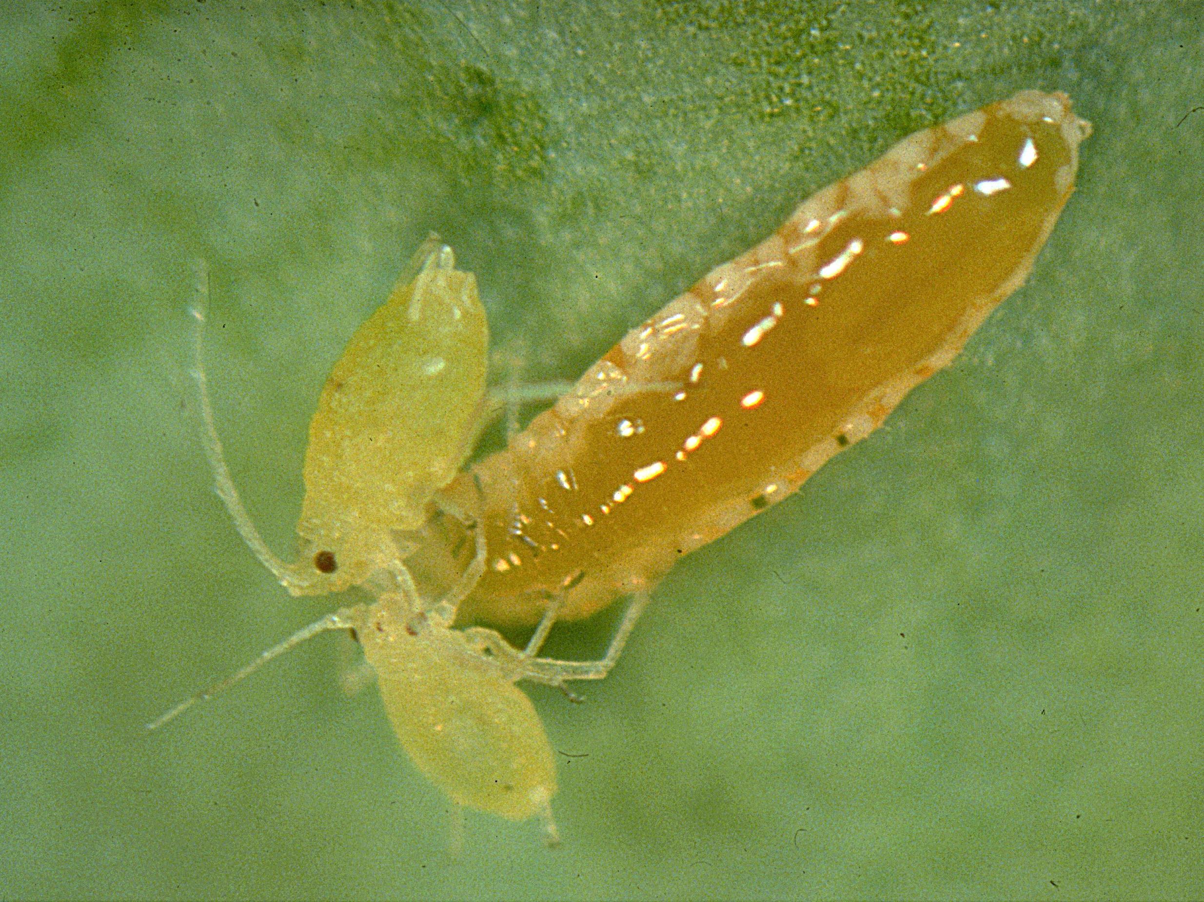 Aphidoletes aphidimyza_2