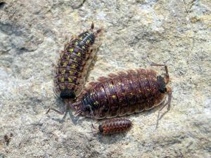 Porcellio spinicornis_1