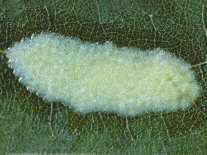 Tordeuse soufrée (Sparganothis sulfureana)_2