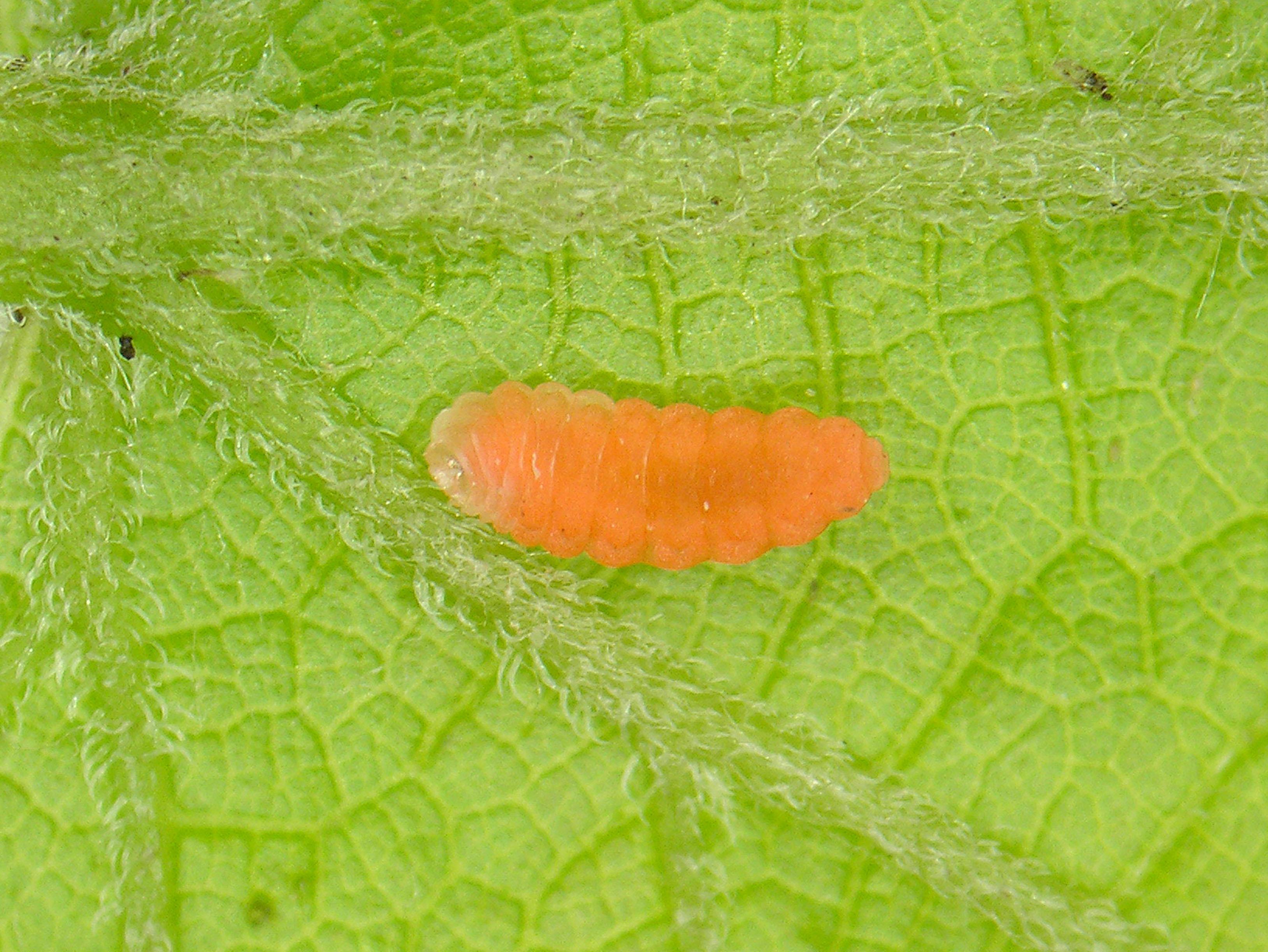 Cécidomyie gallicole de la tomate et de la vigne (Janetiella brevicauda)_1