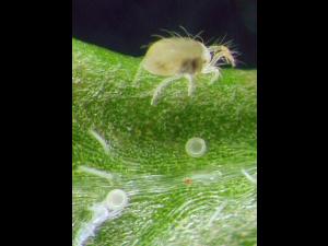 Tétranyque à deux points (Tetranychus urticae)_5