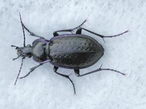 Carabus serratus_1
