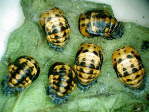 Coccinelle à sept points (Coccinella septempunctata)