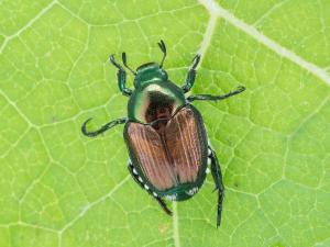 Scarabée japonais (Popillia japonica)_3