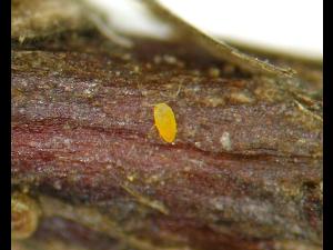 Cochenille de Dearness (Rhizaspidiotus dearnessi)_4