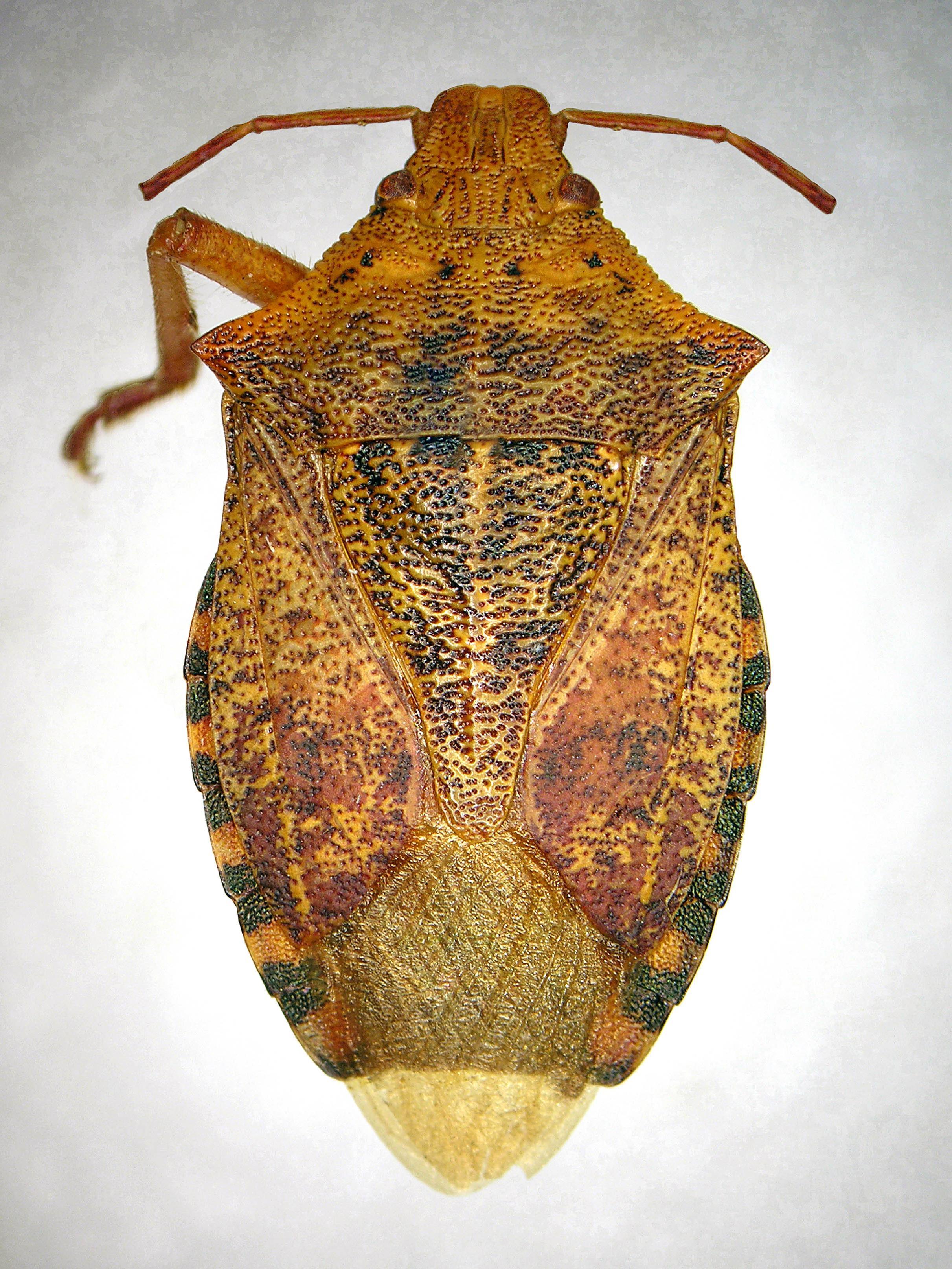 Apateticus bracteatus_1