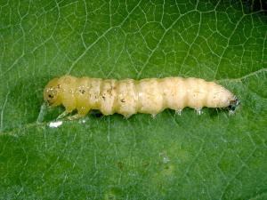 Herpetogramma pertextalis_1