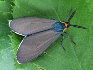 Cténuche de Virginie (Ctenucha virginica)_4
