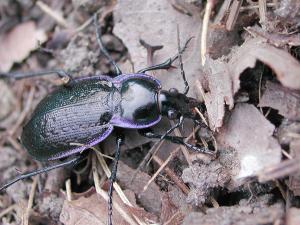 Carabus serratus_3