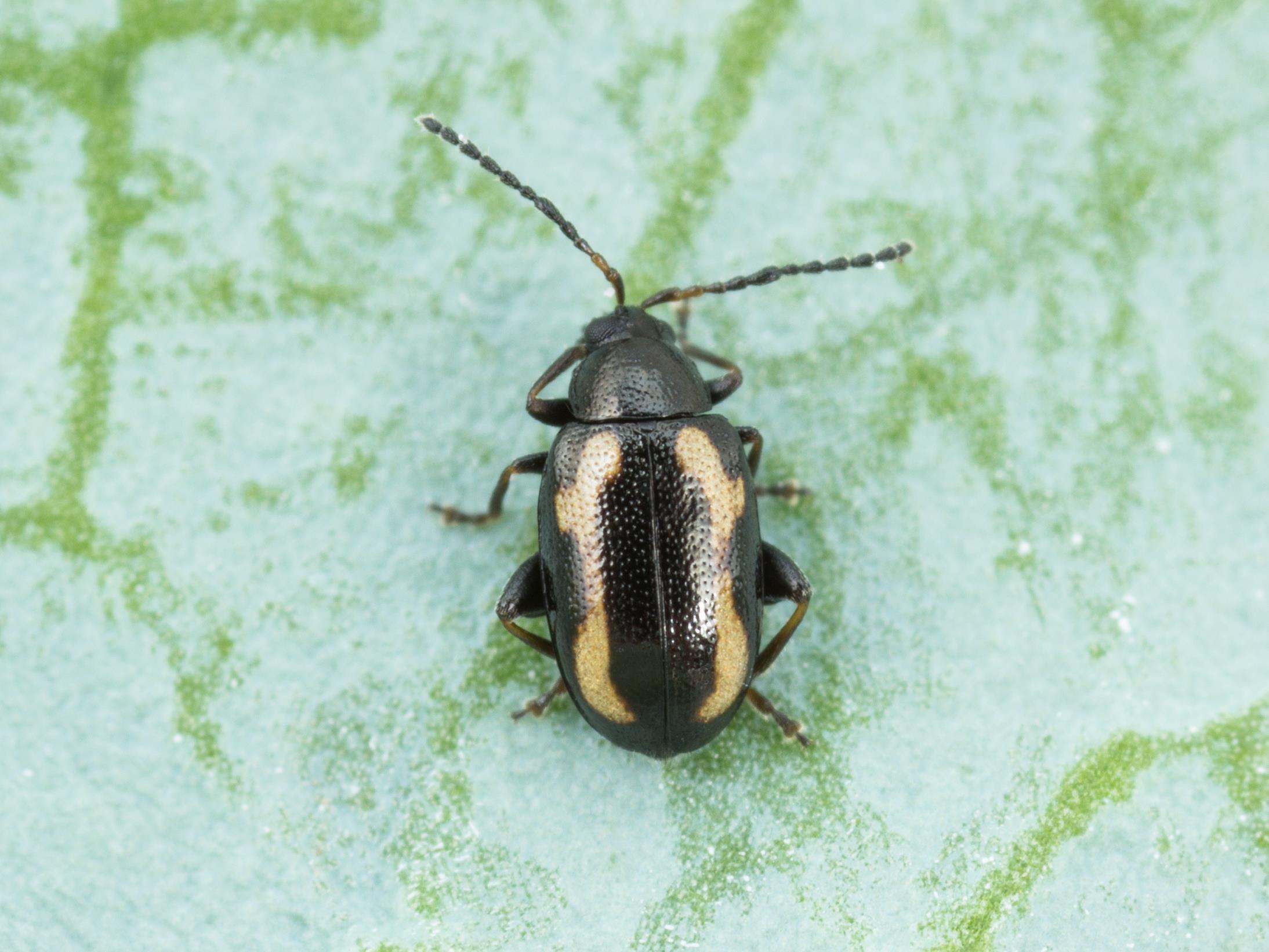 Altise navets (Phyllotreta striolata)_1