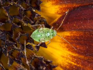 Punaise terne (Lygus lineolaris)_3