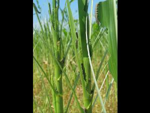 Légionnaire uniponctuée (Mythimna unipuncta)_6