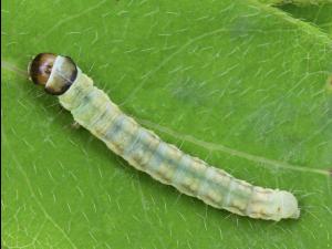 Tordeuse à bandes obliques (Choristoneura rosaceana)_3
