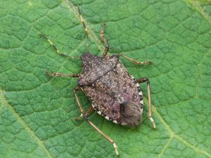 Punaise marbrée (Halyomorpha halys)_3
