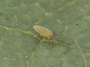 Puceron du fraisier (Chaetosiphon fragaefolii)_4