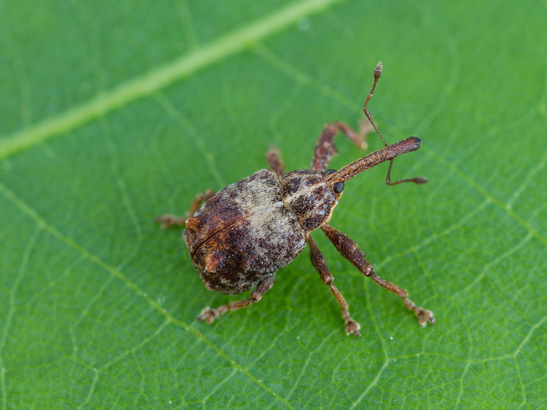 Charançon de la pomme (Anthonomus quadrigibbus)_1