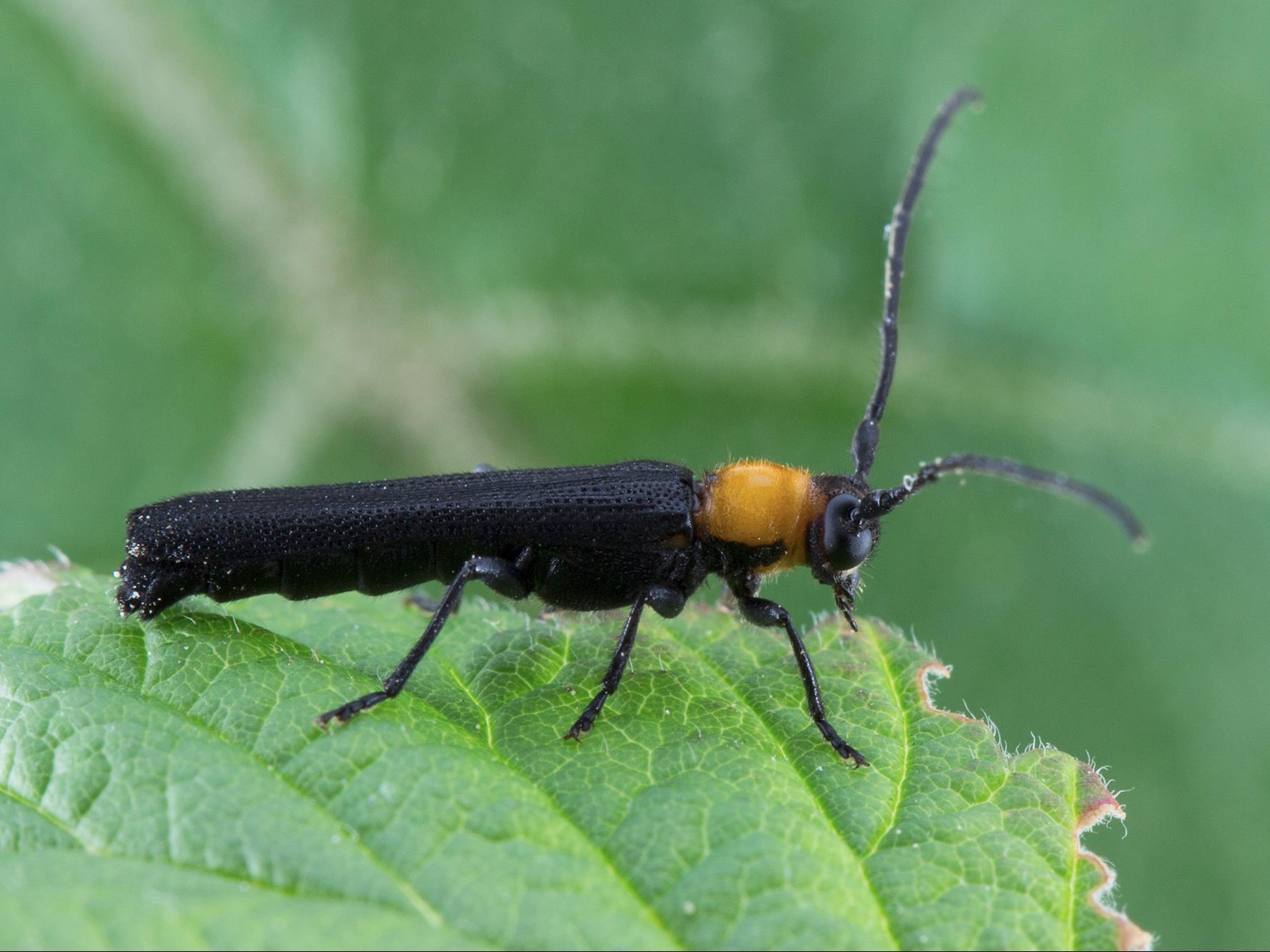 Anneleur framboisier (Oberea affinis)_3