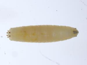 Mouche du chou (Delia radicum)_5