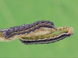 Ver-gris du trèfle (Anarta trifolii)_5