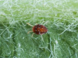 Tétranyque rouge du pommier (Panonychus ulmi)_2