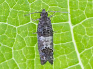 Pique-bouton du pommier (Spilonota ocellana)_2