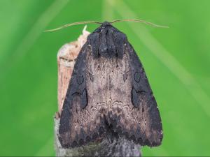 Perceur de l'iris (Macronoctua onusta)_4