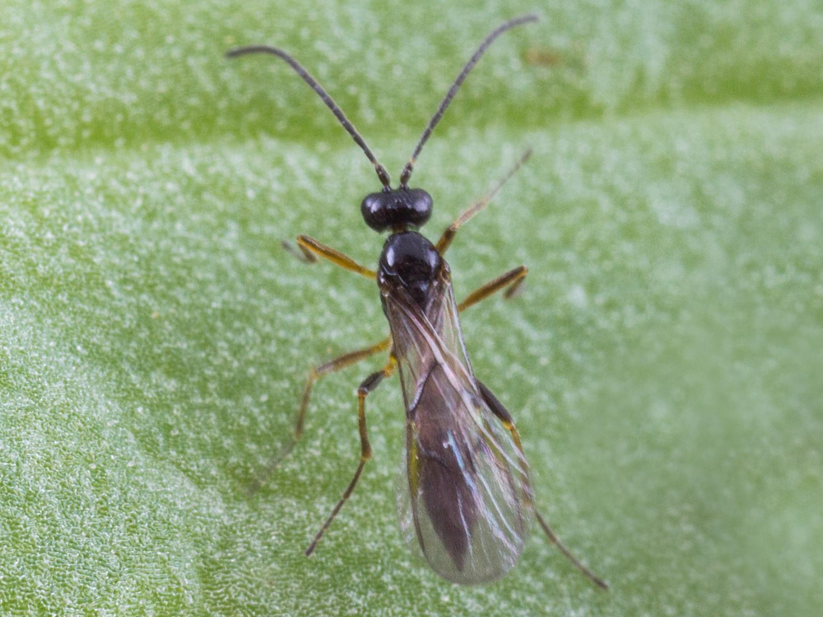 Aphidius ervi_2