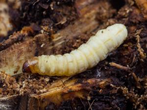 Rhizophage du framboisier (Pennisetia marginata)_6