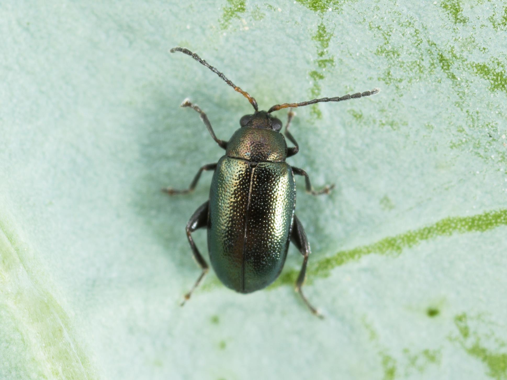 Altise crucifère (Phyllotreta cruciferae)_2