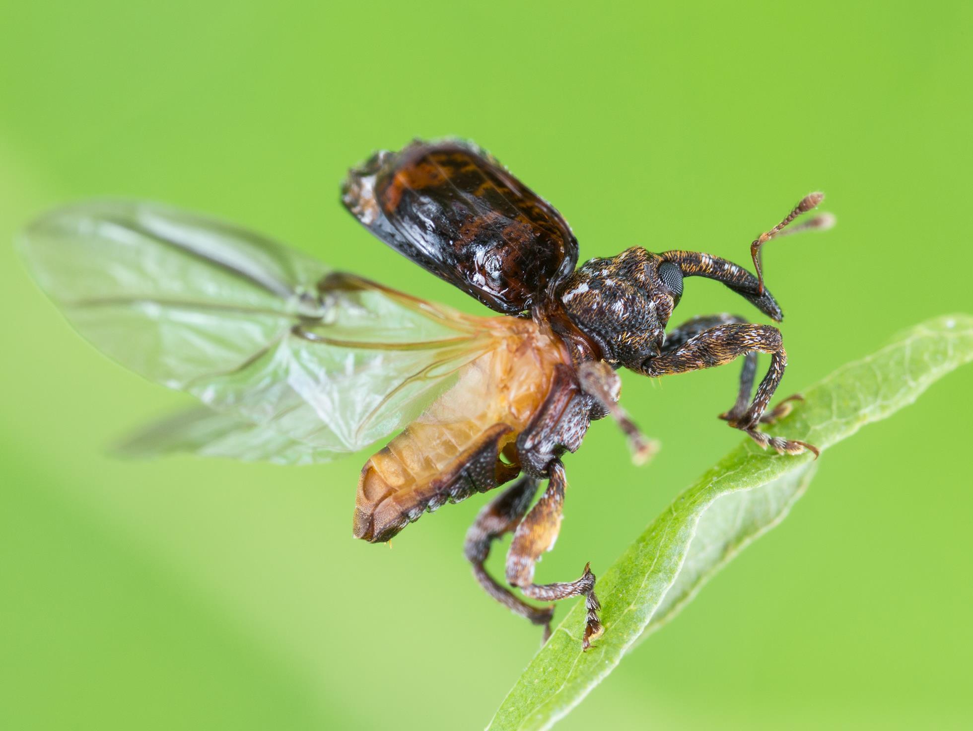 Charançon de la prune (Conotrachelus nenuphar)_7