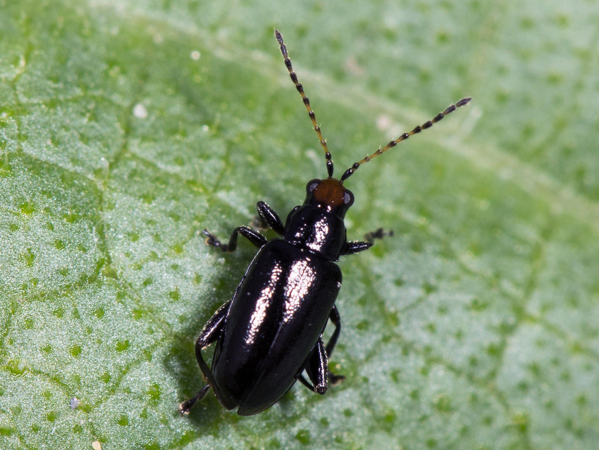 Altise tête rouge (Systena frontalis)_4