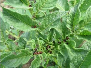 Doryphore de la pomme de terre (Leptinotarsa decemlineata)_10