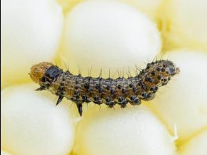 Ver de l'épi du mais (Helicoverpa zea)_8