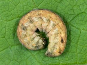 Ver-gris tacheté (Xestia c-nigrum)_11